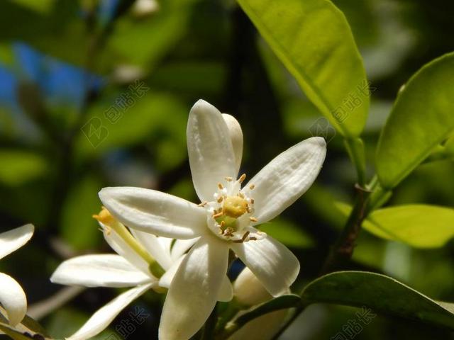 橙花 白色的花 雌蕊