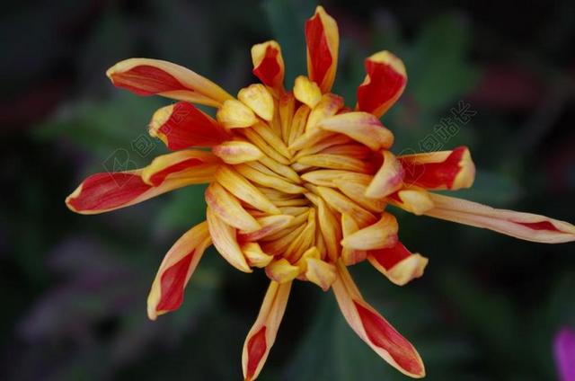 菊 秋菊 菊花3