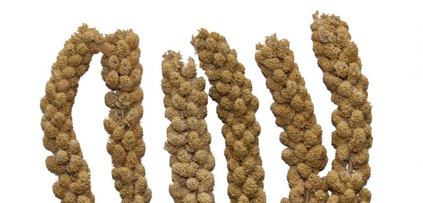 餐饮清新小米谷类背景图片