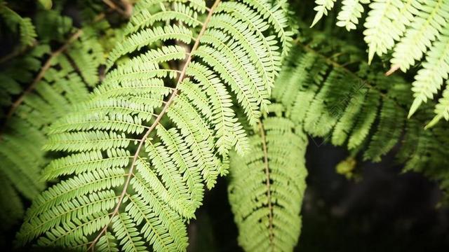楹 树 自然背景 壁纸 大自然壁纸 关闭了 黑暗 露营 自然
