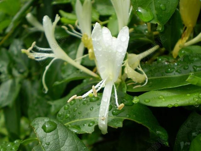 金银花 藤 香花 雨