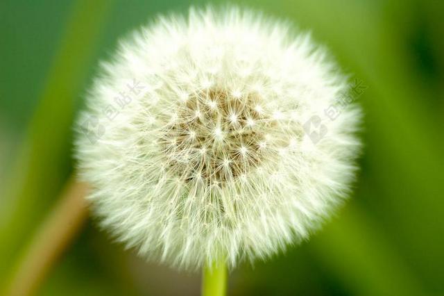 蒲公英 杂草 自然 夏天 开花 植物区系 野花 绿色 户外