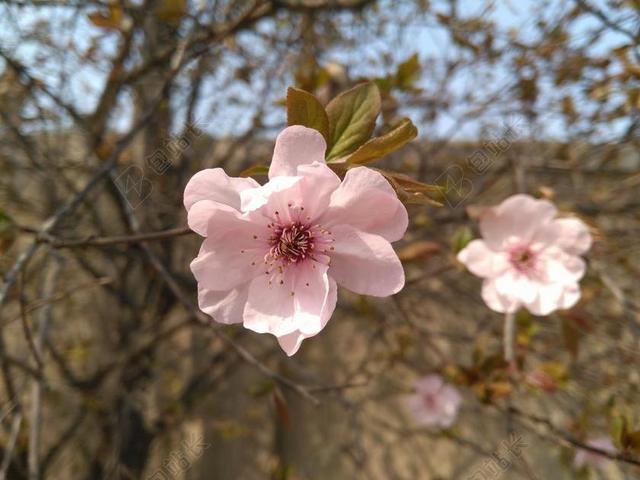 海棠花 垂丝海棠 春天 2017年4月4日