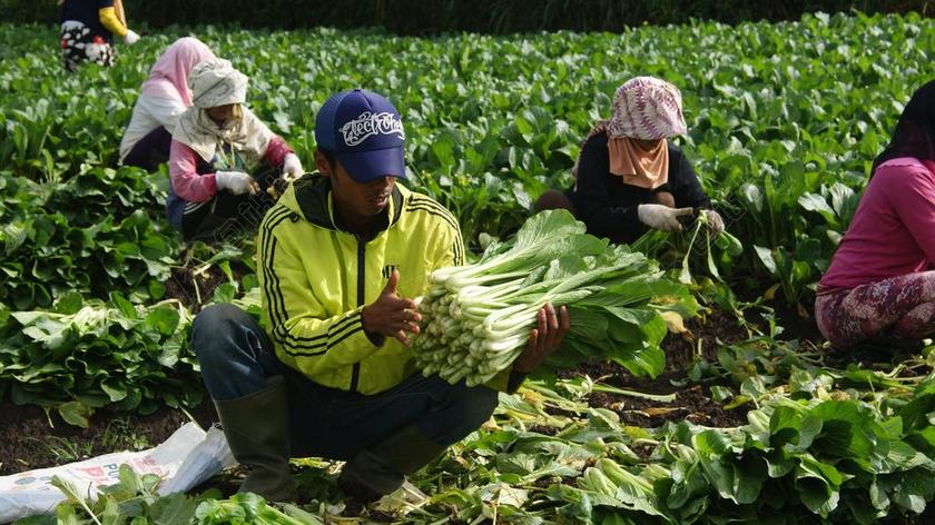 原野 上午 SHUNSHINE 农业 农场 景观 太阳