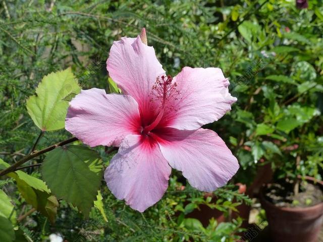 植物唯美芙蓉开花背景图片