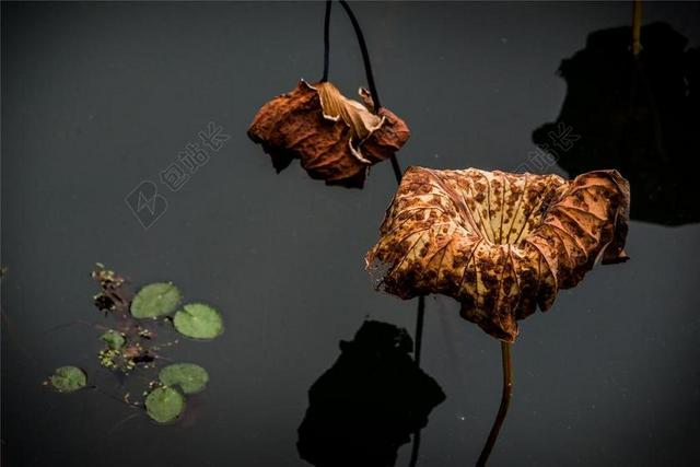 荷花 枯 水 黄 焦