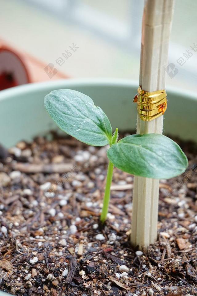 黄瓜 芽 盆栽的植物 支持
