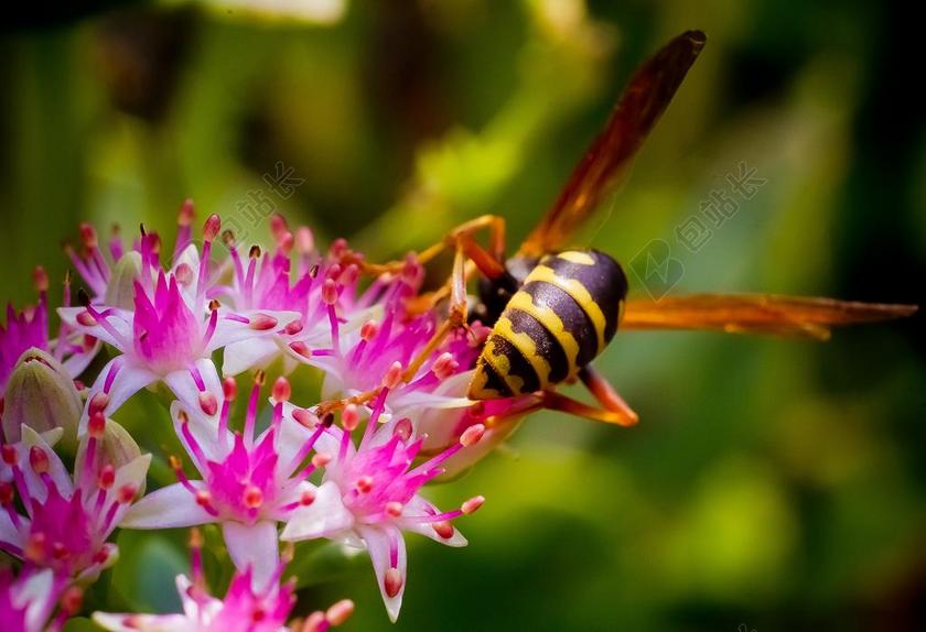花 花草 植物 多彩 晴朗 鲜艳 艳丽 蜜蜂 特写 微距