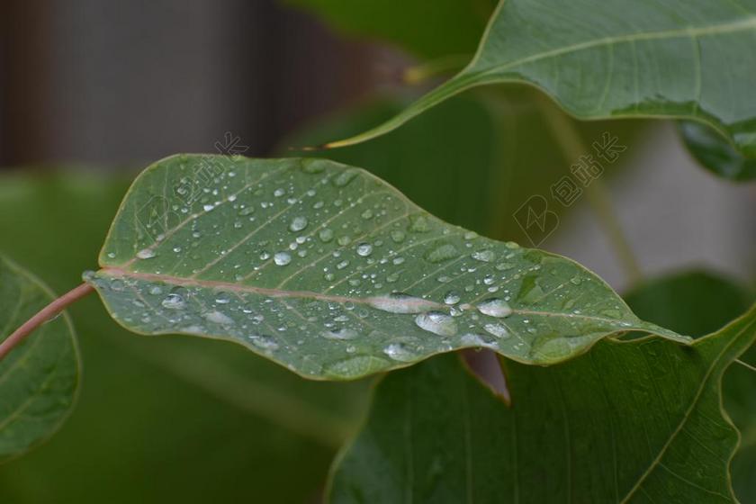 菩提树叶 雨滴 菩提叶