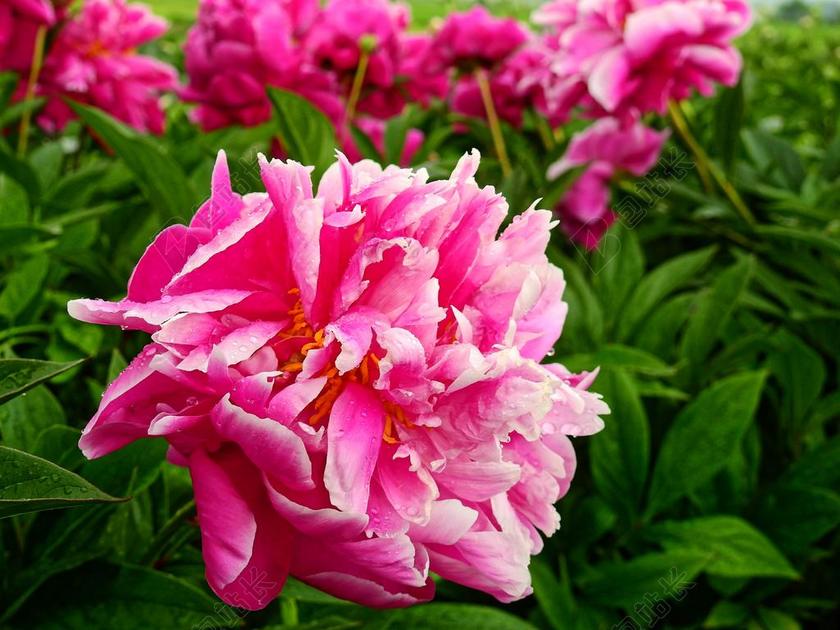 植物唯美盛开的牡丹花背景图片