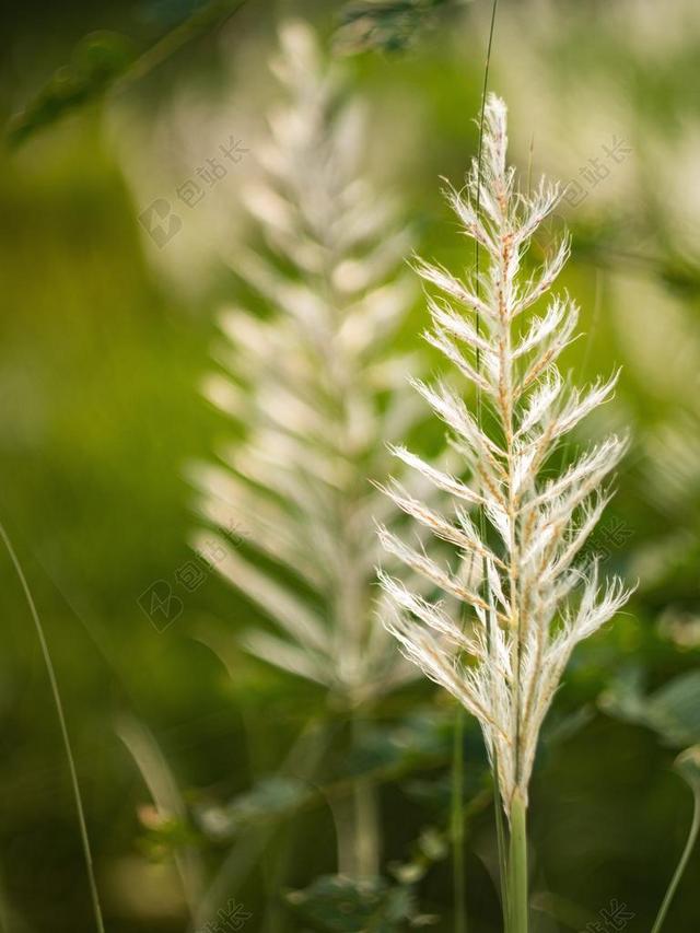 蕨类植物 草 绿色 自然 夏天 草甸 绿草 植物 原野 春