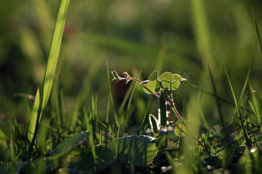 植物 绿色 小清新 小草