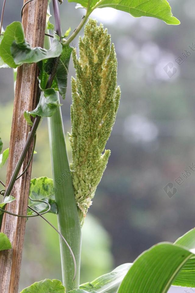 高粱 农业 自然 植物 食品 粮食 人工林 绿色 收获