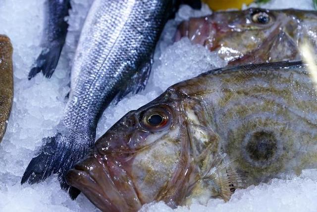 鱼 大道 埃尔多拉多 美味 水 水族馆 食品 湖 菲舍尔