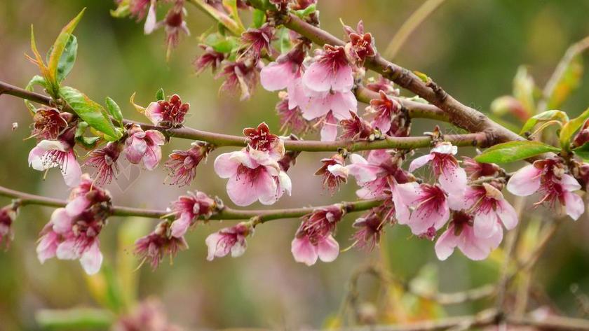 桃 桃树 梅佩尔西卡 果树开花的 开花的树 枝花