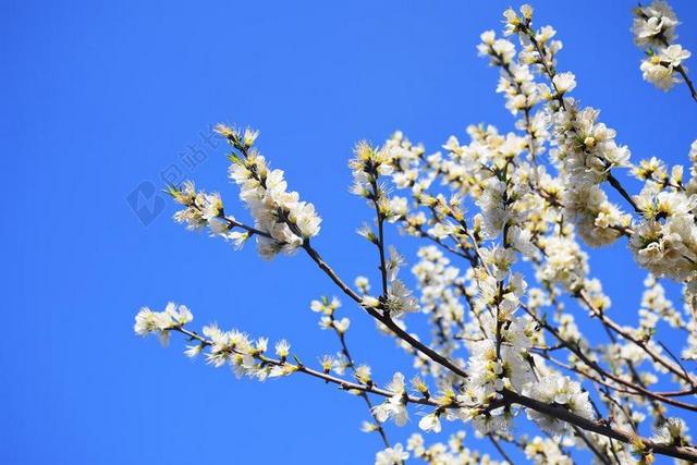 自然杏花盛开背景图片