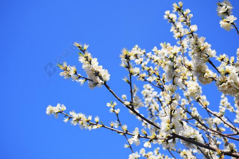 自然杏花盛开背景图片