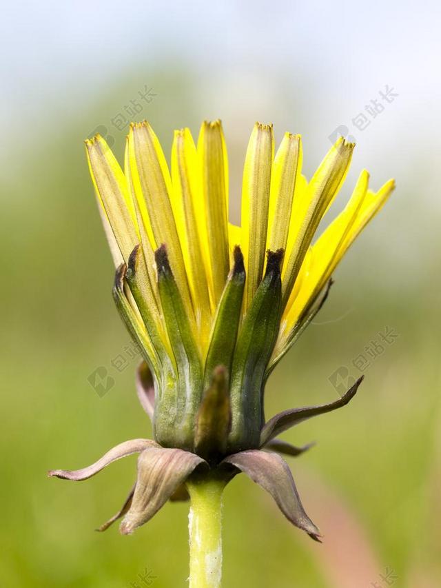 蒲公英 花 开花 厂 性质