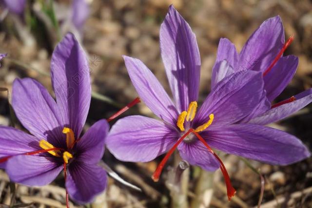 藏红花 收获 花朵红花 秋天 香料 鲜花 普瓦捷 人工林