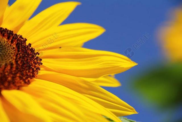 太阳花 夏季 花 字段 黄色花 植物群 向日葵芽 黄色 厂