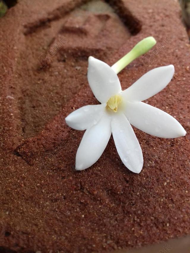 茉莉花 在冬天 在吃
