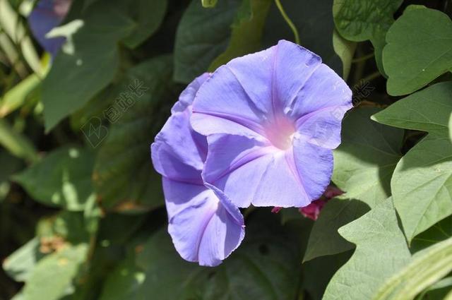 紫色的花 牵牛花的海洋 美丽的花朵 花瓣