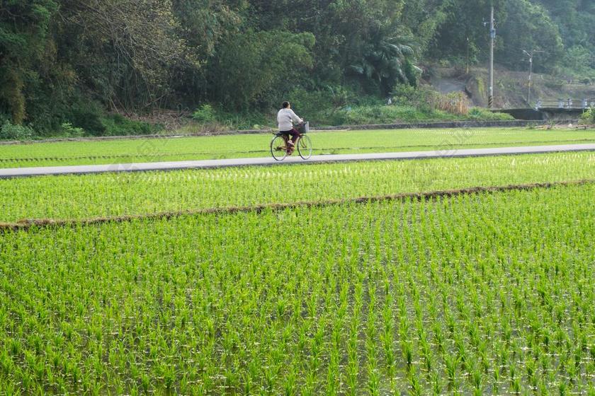 自行车 原野 水稻 中国 稻田 台湾 农村 景观 农场