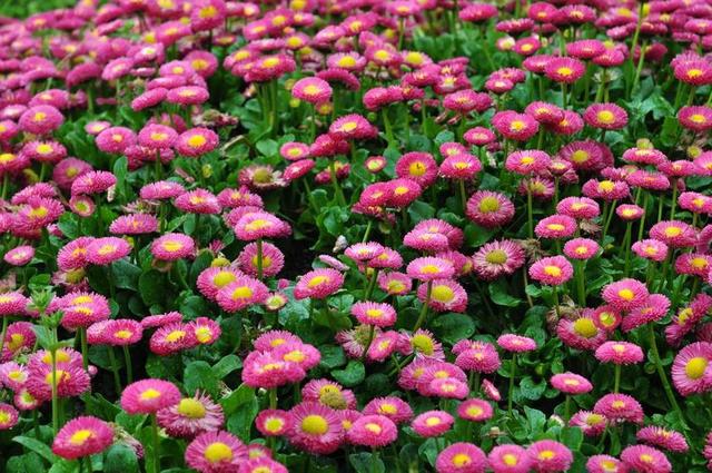 花 花海 紅花