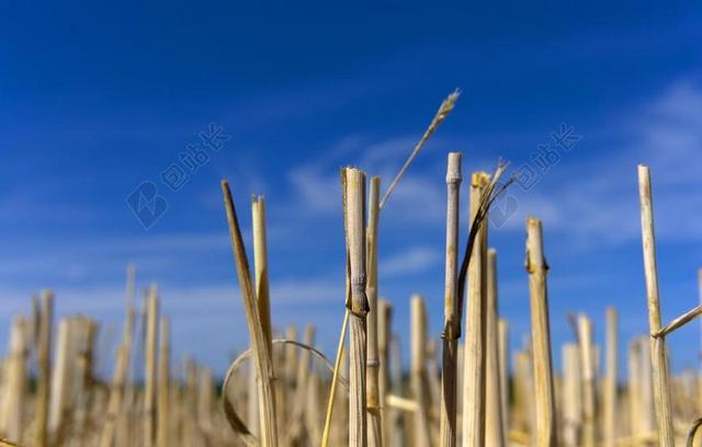 秸秆 秸秆的框 收获 字段 残株 农业 夏季 谷物 景观