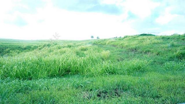 绿色 草 高原 草原 蓝色 天空 云 景观
