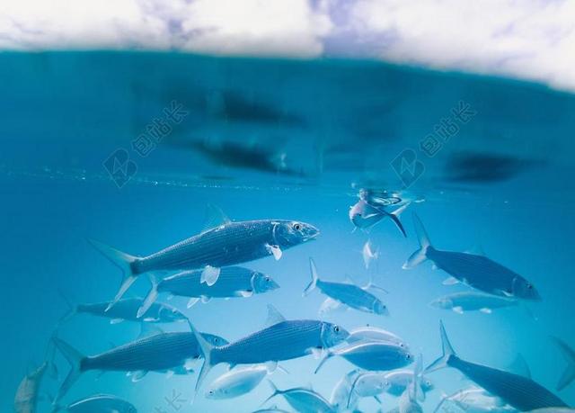 水 水族馆 鱼 水下 蓝色
