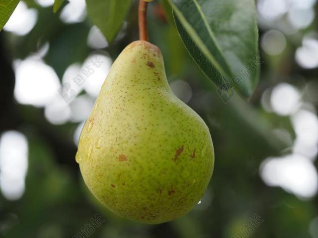 梨 水果 成熟 健康 收获 食品 宏 生物 绿色黄色