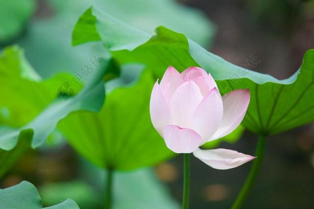莲花 花 粉红色 叶 绿色