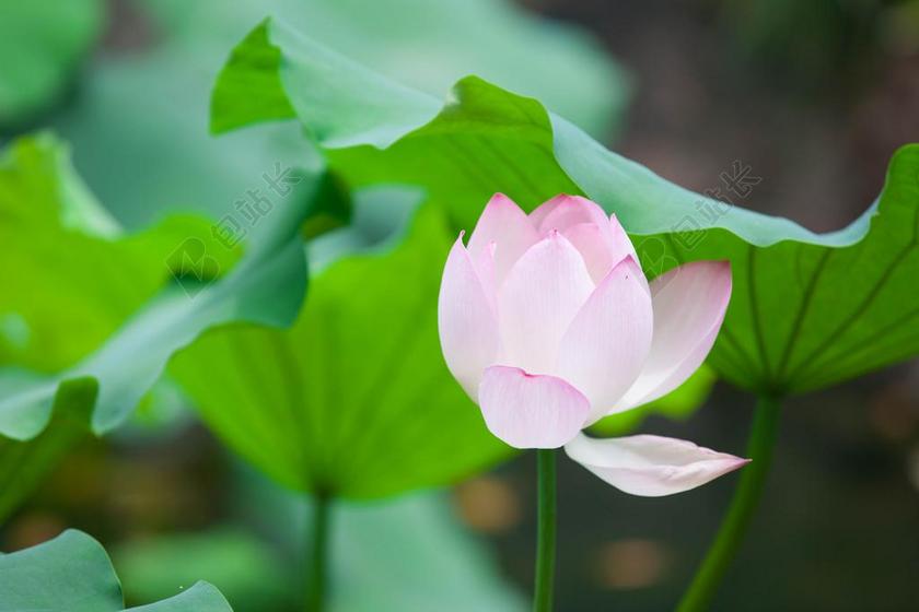 莲花 花 粉红色 叶 绿色