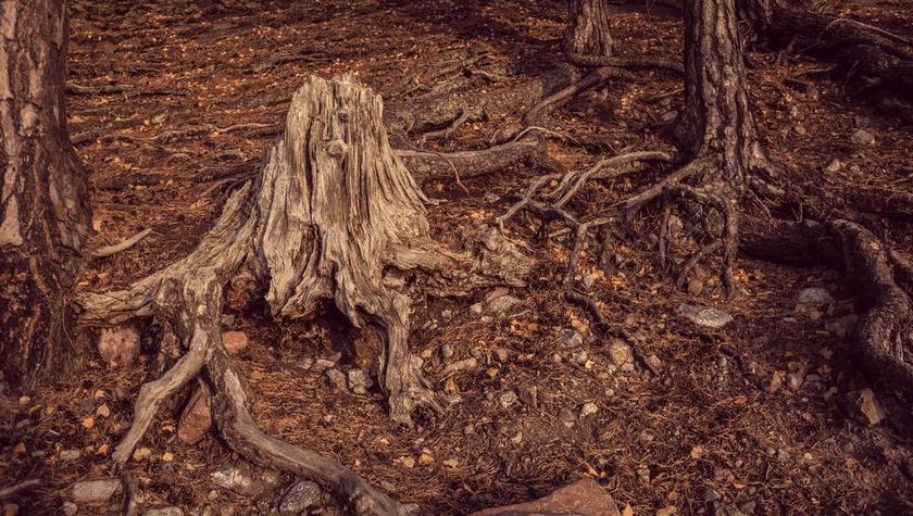 自然 树 叶子 树皮 树干 分支机构 树枝 树墩 秋 秋天
