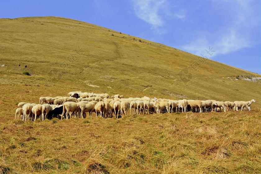 羊群 山 羊 普拉托 动物 草 动物世界