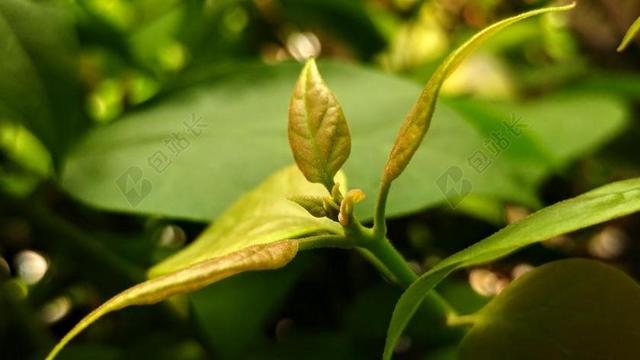 萌芽 芽 射击 叶 绿色 植物 增长 自然 成长