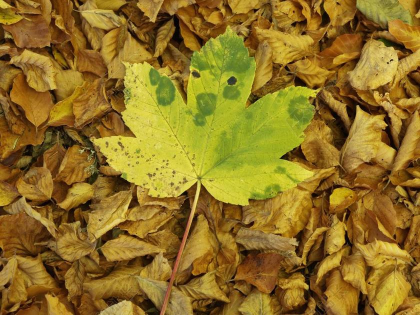 摄影清新秋天的落叶背景图片