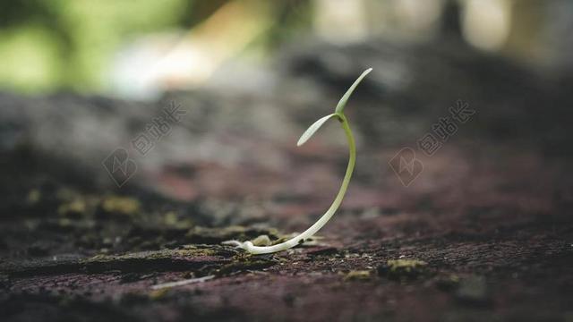 植物 自然 户外 土壤