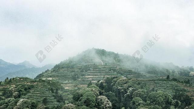 清新安溪铁观音高山茶园生态茶园背景图片