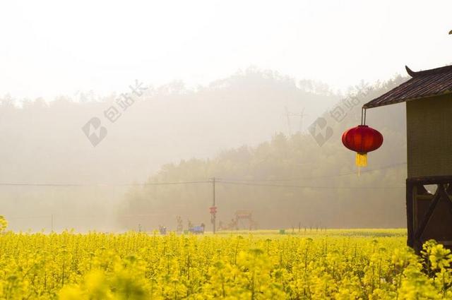 及自然在当代的意义，当代 清新 花 油菜花 的