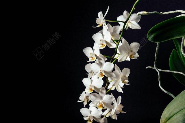 白 花瓣 黑暗 花 兰花