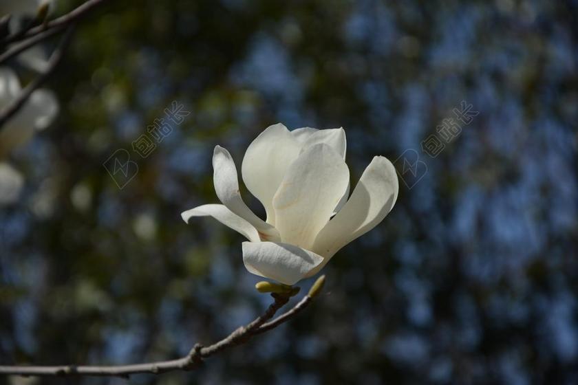 白玉兰 玉兰花 玉兰 白色的花 花