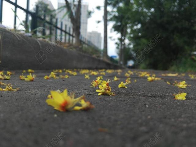 落花 落英缤纷 殇春