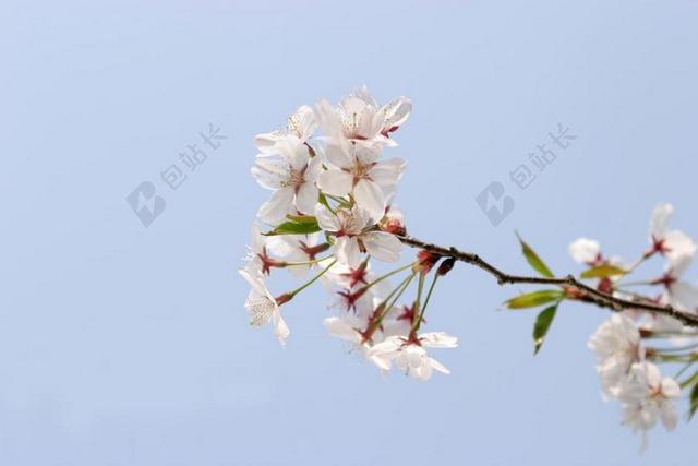 春天 樱花盛开 天空
