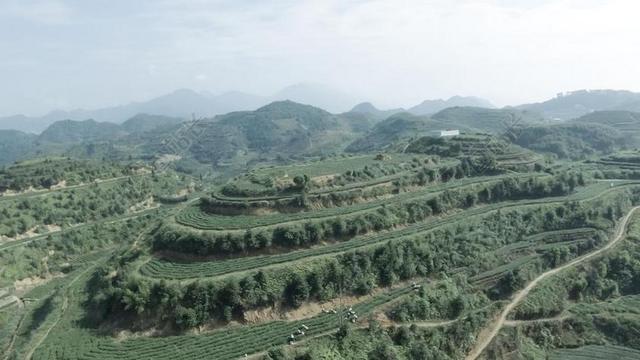 安溪铁观音 高山茶园 生态茶园