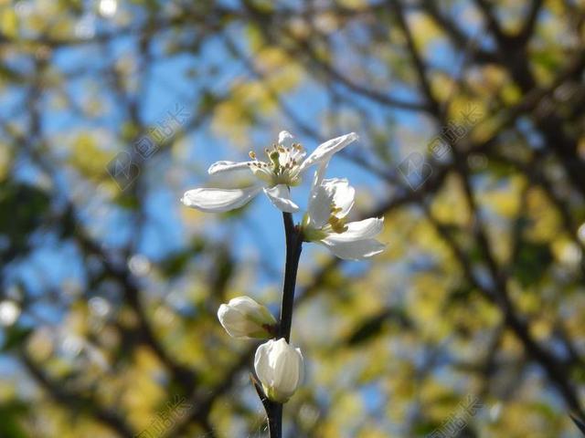 橙花 橙花野生 明天 白色的花