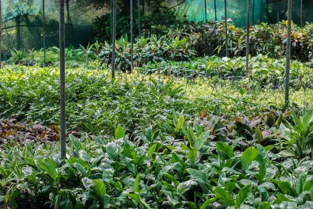 苗圃 植物 树苗 装饰 花园 幼苗 成长 增长 植物学 叶