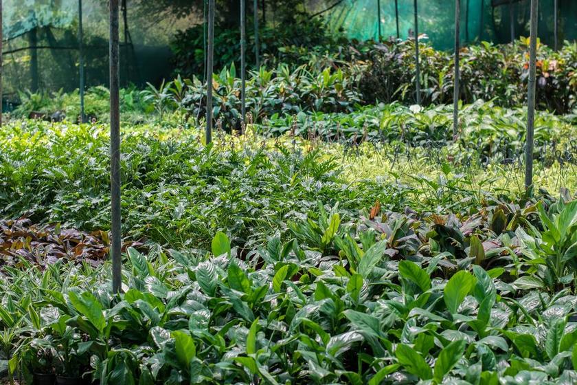 苗圃 植物 树苗 装饰 花园 幼苗 成长 增长 植物学 叶