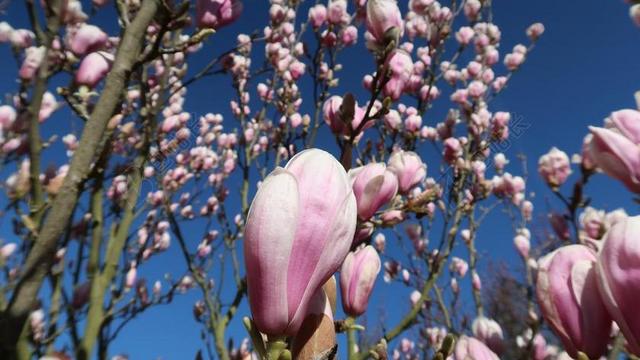 白玉兰花 鲜花 粉红色 春天 玉兰 白玉兰树 盛开